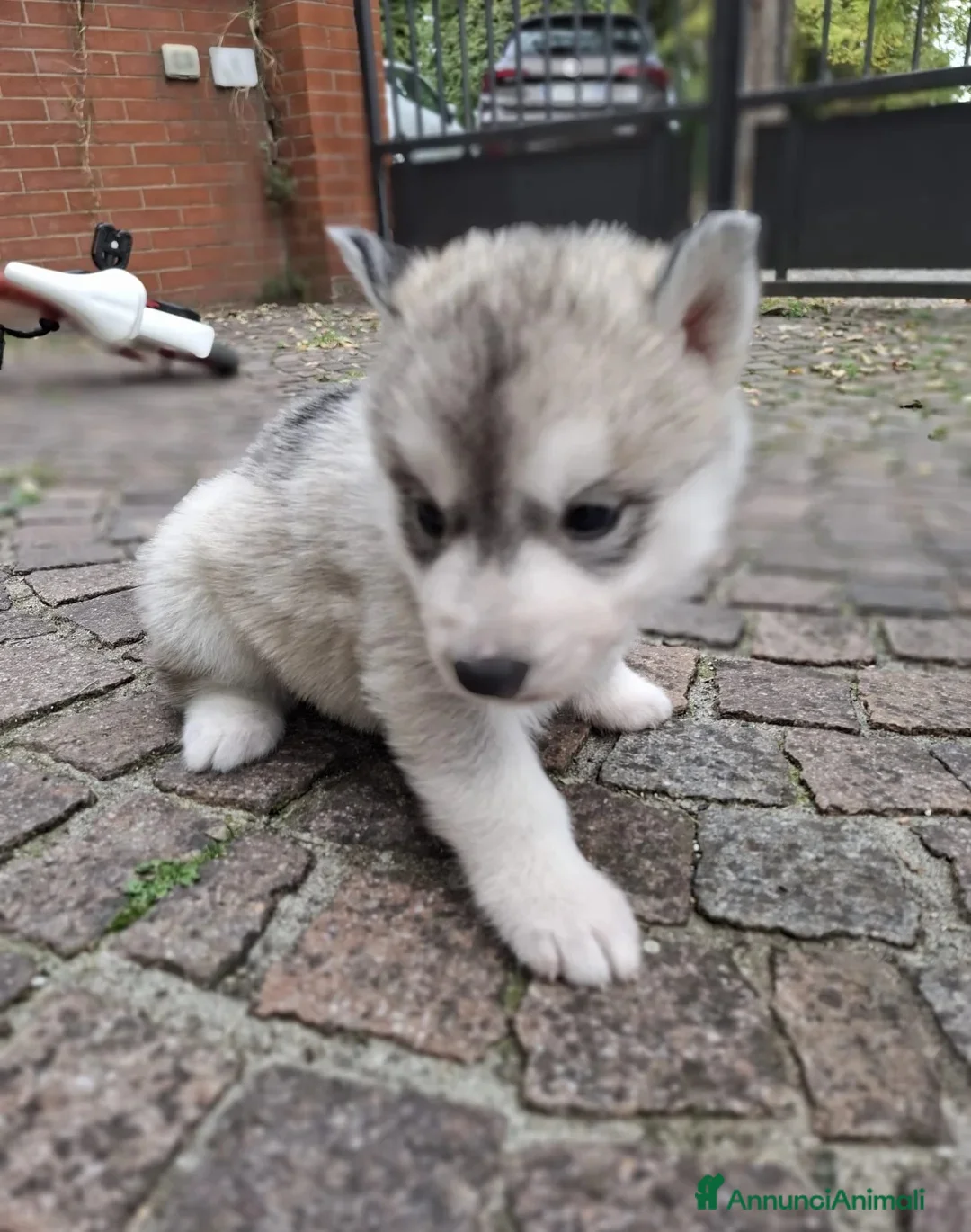 Husky cani in regalo: Siberian Husky in adozione - Annuncio 2