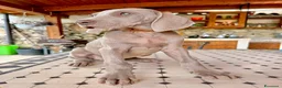 Weimaraner cani in vendita: Disponibili Cuccioli Weimaraner Abruzzo  a Provincia dell'Aquila - Annuncio 4