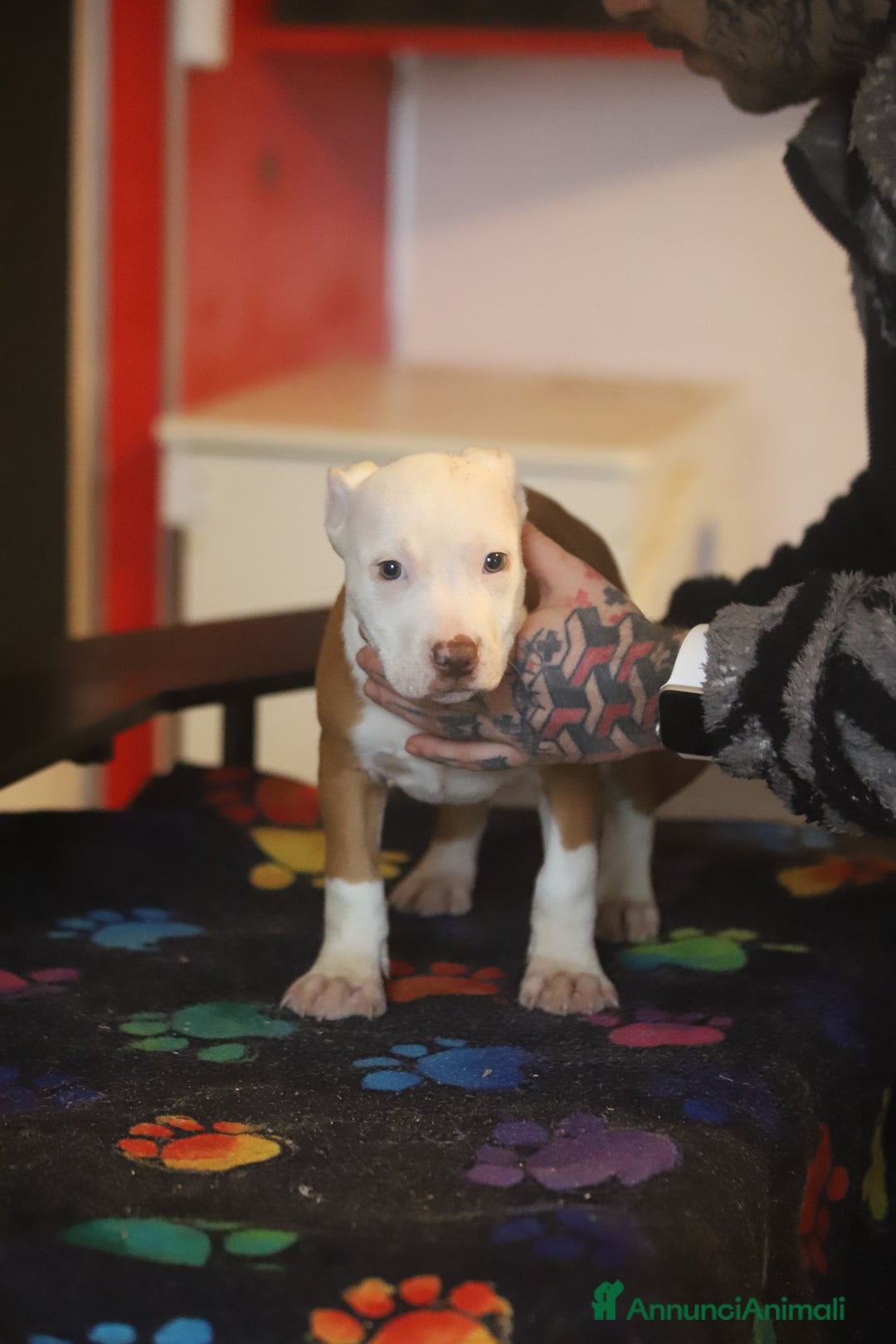 Pitbull cani in vendita: Cuccioli di Pit Bull con pedigree anche a rate - Annuncio 1