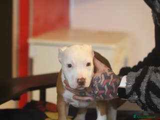 Pitbull cani Cuccioli di Pit Bull con pedigree anche a rate - Annuncio 2