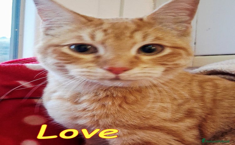 Europeo gatti - Annuncio 1