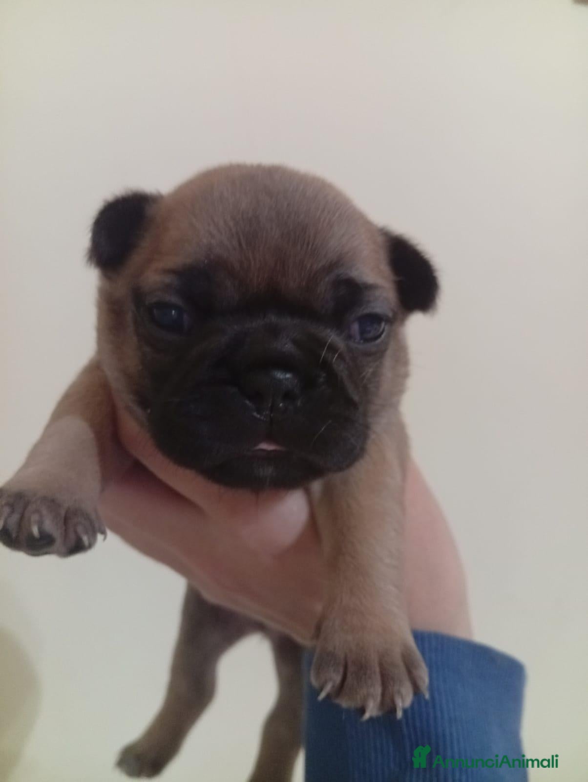 Bulldog Francese cani in vendita: Cuccioli bulldog francese  - Annuncio 3