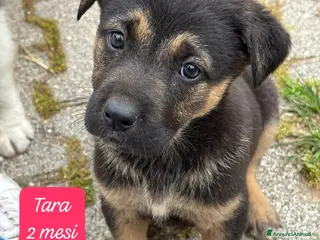 Meticcio cani Meticci dimenticati da tutti - Annuncio 9