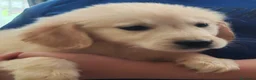 Golden Retriever cani in vendita: Cuccioli golden retriever  - Annuncio 3