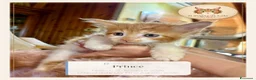 Maine Coon gatti in vendita: Cuccioli Maine Coon ANFI – Il Sogno di Lola - Annuncio 8