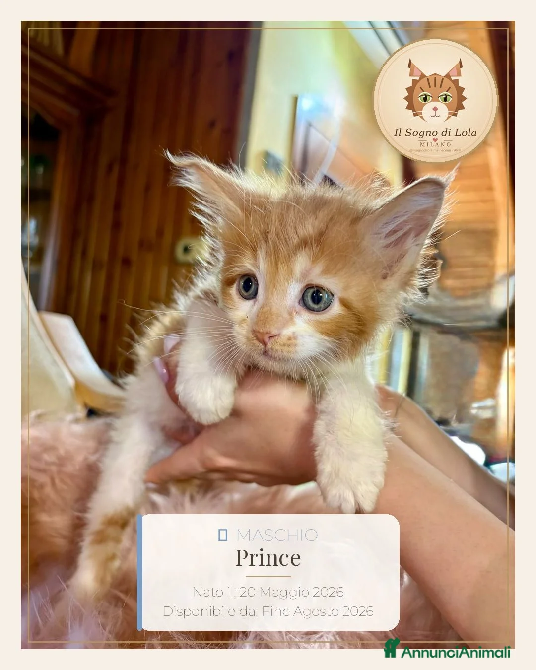 Maine Coon gatti in vendita: Cuccioli Maine Coon ANFI – Il Sogno di Lola - Annuncio 8
