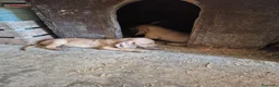Segugio cani in vendita: Cucciolata Segugi italiani a Provincia di Asti - Annuncio 6