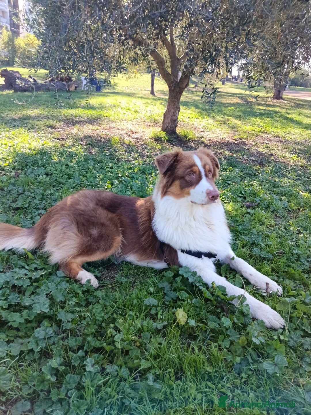 Australian Shepherd cani per accoppiamento: Pastore australiano  - Annuncio 15