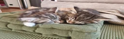 Siberiano gatti in vendita: Cuccioli siberiani con pedigree  - Annuncio 6