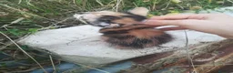 Europeo gatti in regalo: GATTINI - Annuncio 8