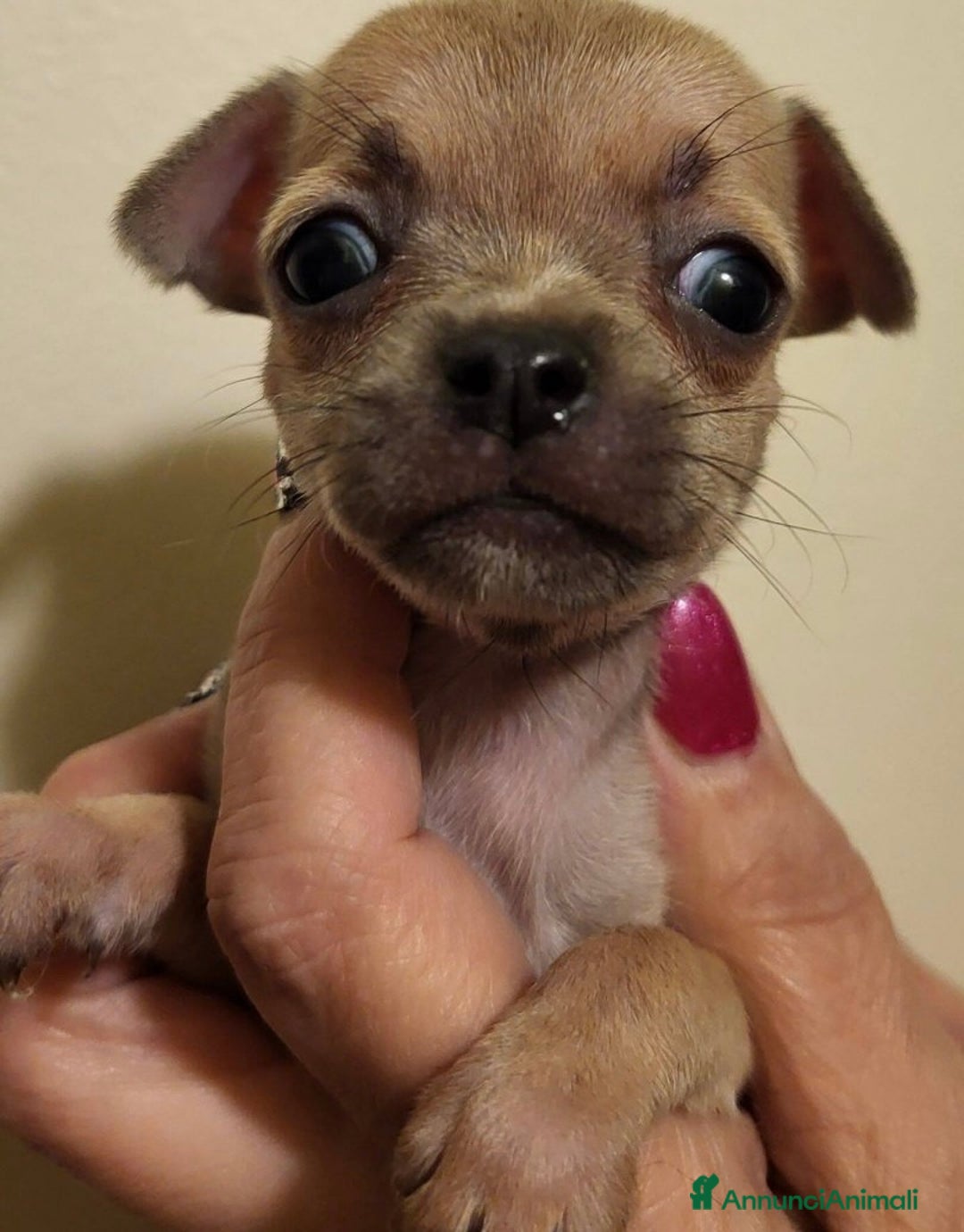Chihuahua cani in vendita: Extra Mini chiuvava  - Annuncio 3