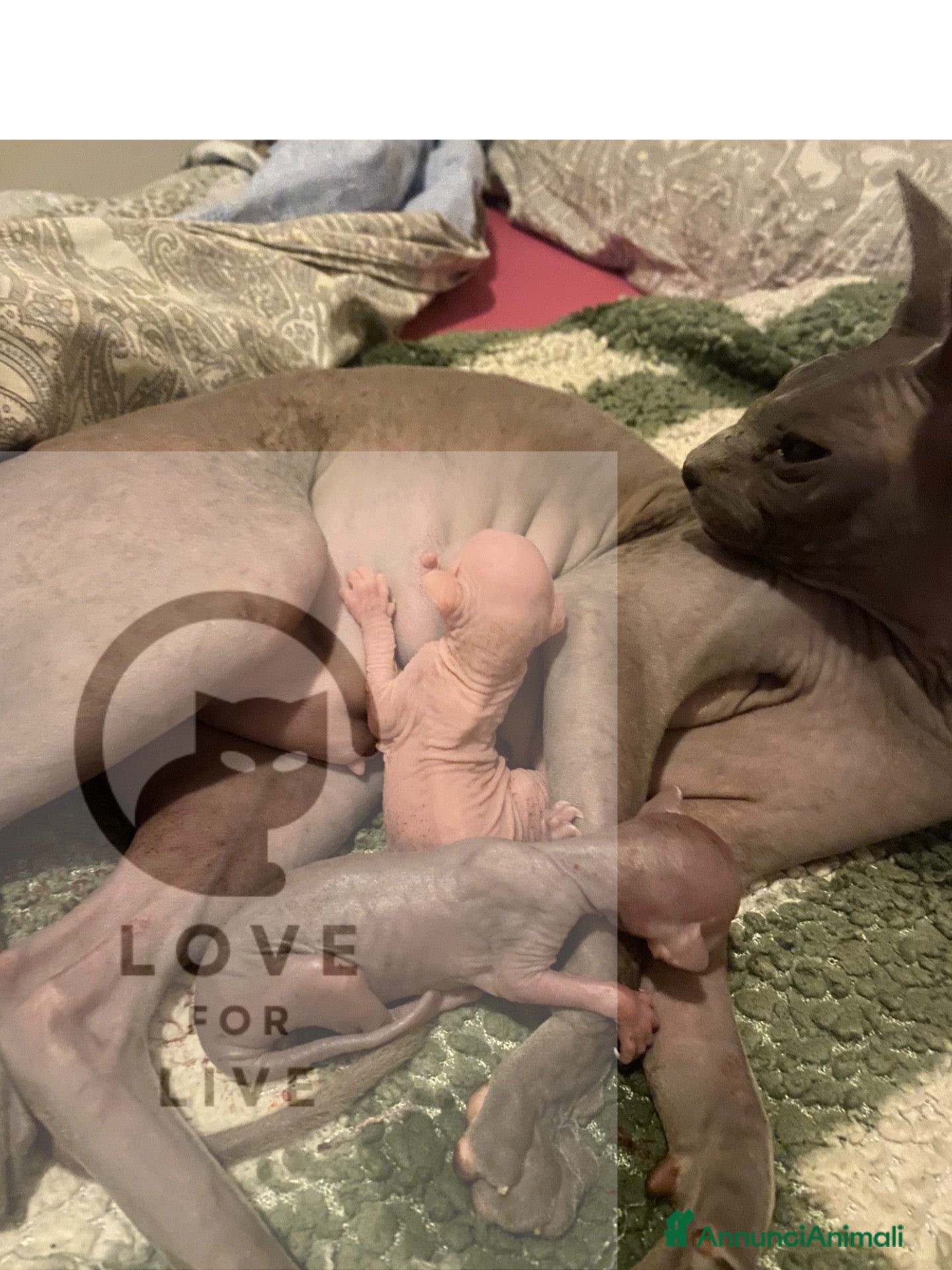 Sphynx gatti Sphynx gatto nudo - Annuncio 1