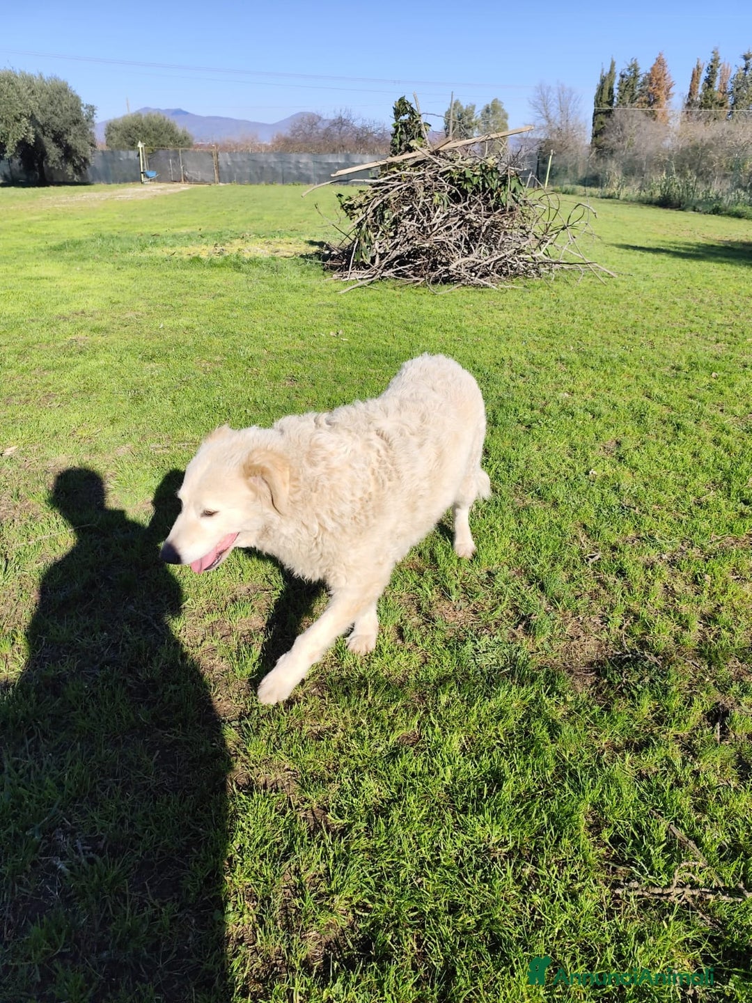 Pastore Maremmano cani in regalo: BLANCA pastore maremmano femmina⁹ - Annuncio 5