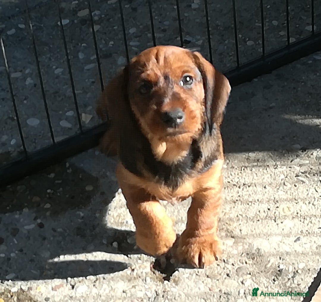 Bassotto cani in vendita: Bassotto pelo duro  - Annuncio 17