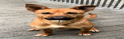 Meticcio cani in regalo: SIMBA LUPETTO  - Annuncio 4
