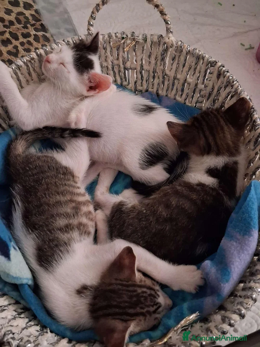 Meticcio gatti in regalo: Tre simpatiche canaglie ❤️ - Annuncio 2