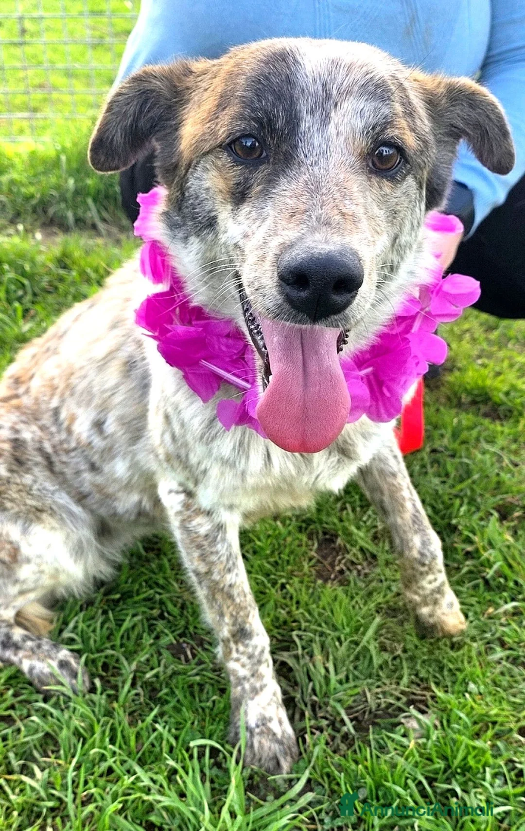 Meticcio cani in regalo: Karkadè, cucciolona in canile - Annuncio 26