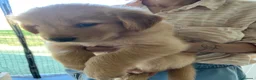 Golden Retriever cani in vendita: Cuccioli Golden retriver americano con pedigree a Provincia di Lecce - Annuncio 12