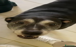 Meticcio cani in regalo: Cerchiamo famiglia affettuosa - Immagine 3