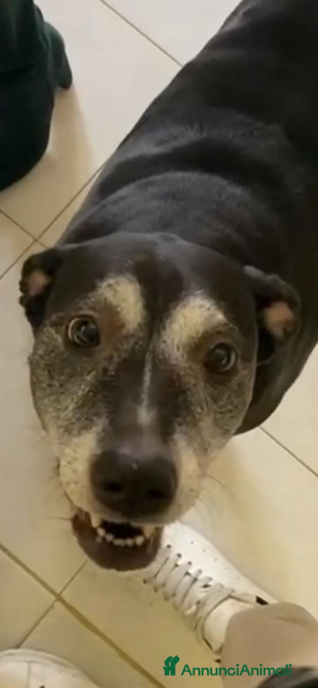 Meticcio cani in regalo: Cerchiamo famiglia affettuosa - Immagine 3