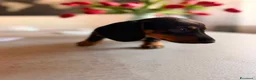 Bassotto cani in vendita: 2 Bassotti .uno arlecchino,e nero focato a Città metropolitana di Roma Capitale - Annuncio 4
