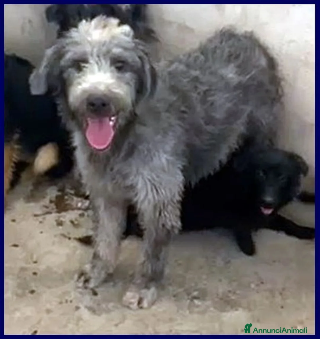 Meticcio cani in regalo: MAGOGO un bel timidino - Annuncio 2