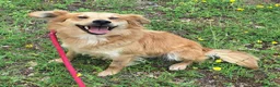 Meticcio cani in regalo: Plinio 2 anni Taglia piccola  - Annuncio 8