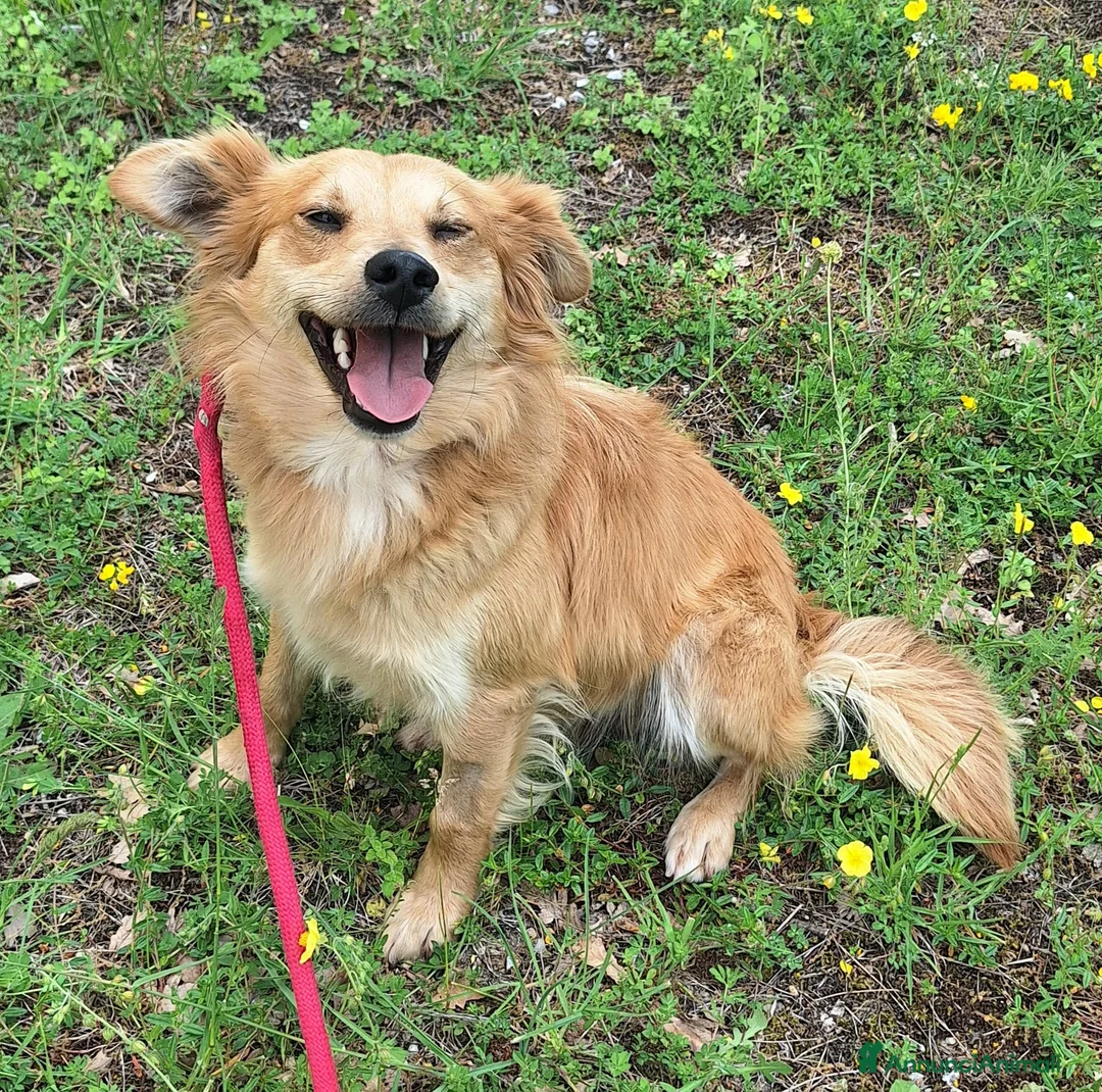 Meticcio cani in regalo: Plinio 2 anni Taglia piccola  - Annuncio 8