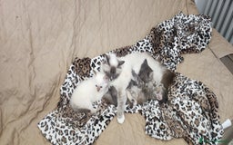 Sacro di Birmania gatti in vendita: Cuccioli di Sacro di Birmania  - Immagine 6