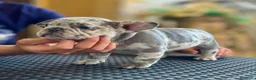 Bulldog Francese cani in vendita: Cucciola Bulldog Francese  - Annuncio 3