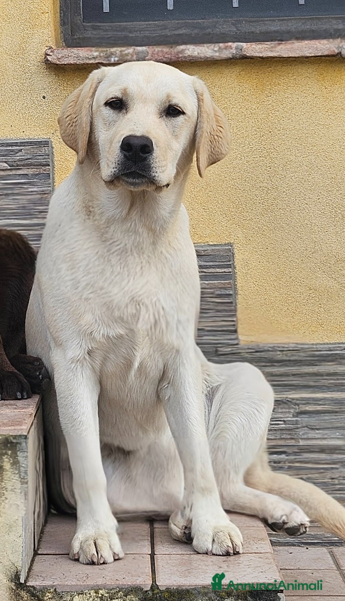 Labrador cani in vendita: Cuccioli labrador con pedegree - Annuncio 4