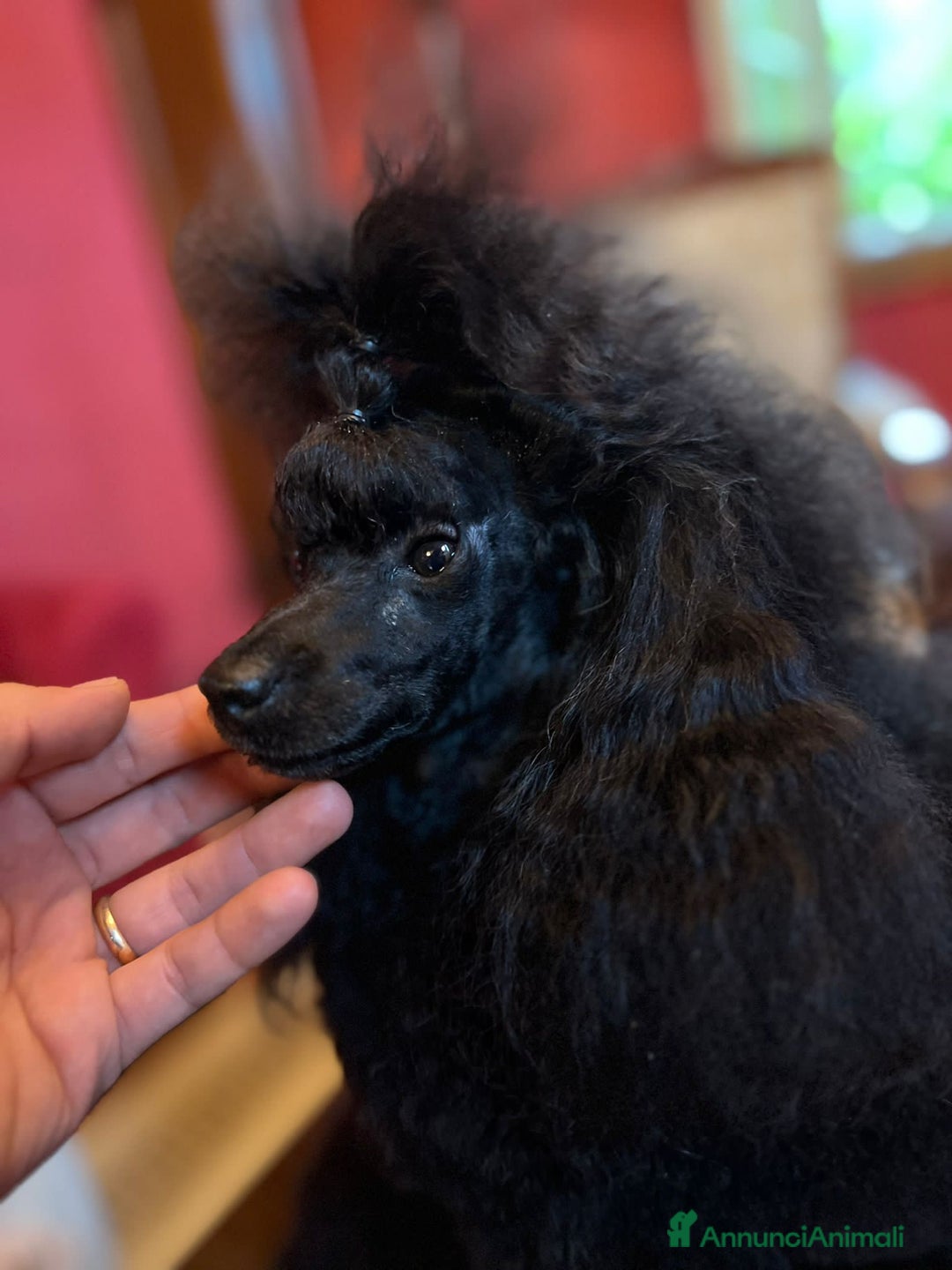 Barboncino cani in vendita: CUCCIOLO DI BARBONCINO - Annuncio 2