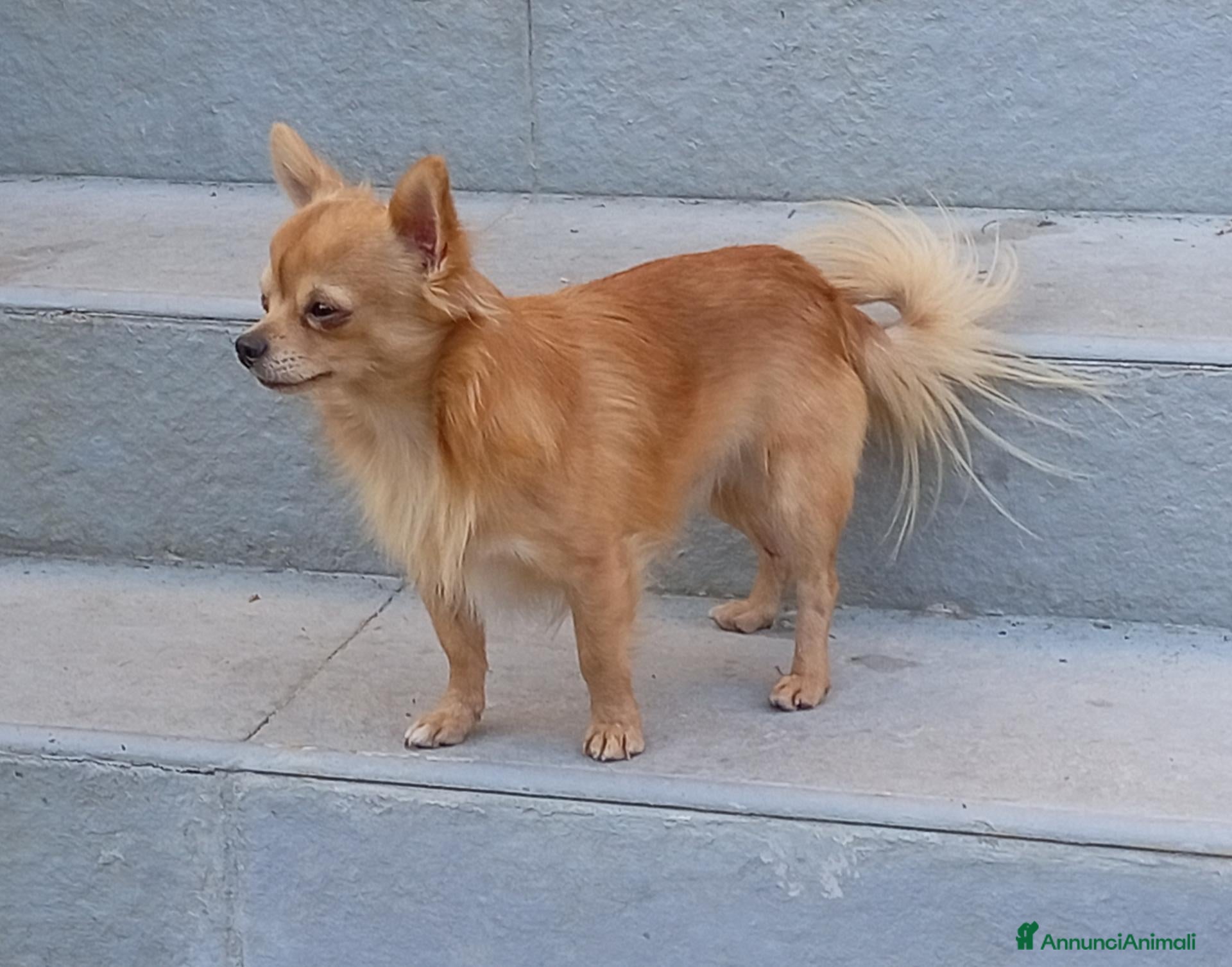 Chihuahua cani Cerco fidanzata - Annuncio 16