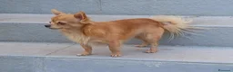 Chihuahua cani per accoppiamento: Cerco fidanzata - Annuncio 1