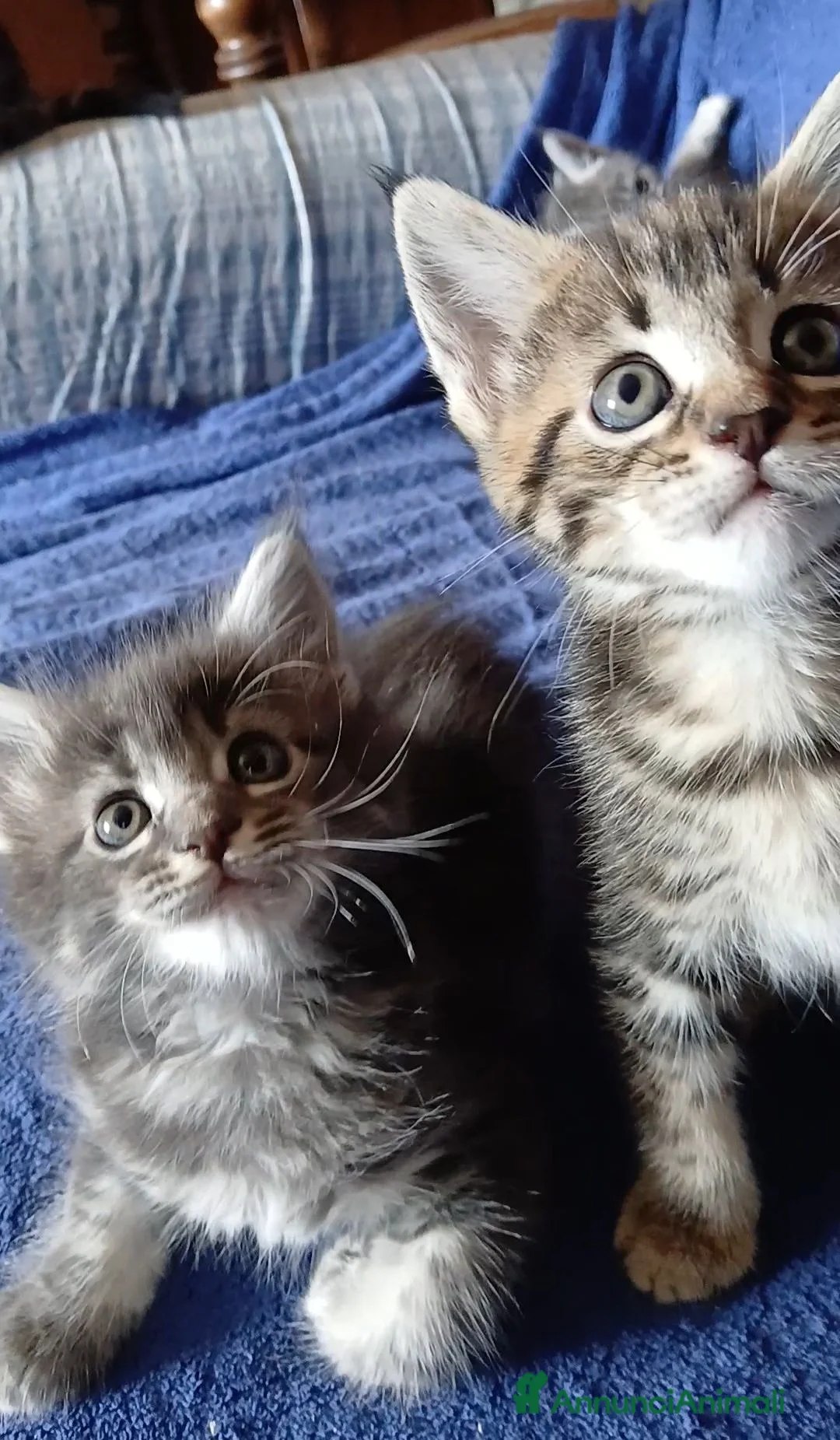 Maine Coon gatti in vendita: Cucciole di maine coon - Annuncio 6