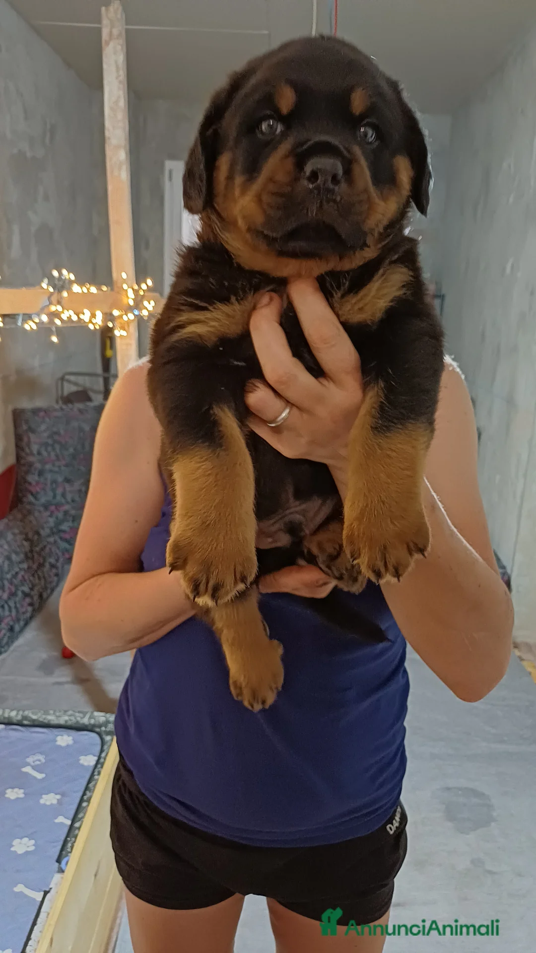 Rottweiler cani in vendita: Cuccioli rotweiler in vendita  - Annuncio 1