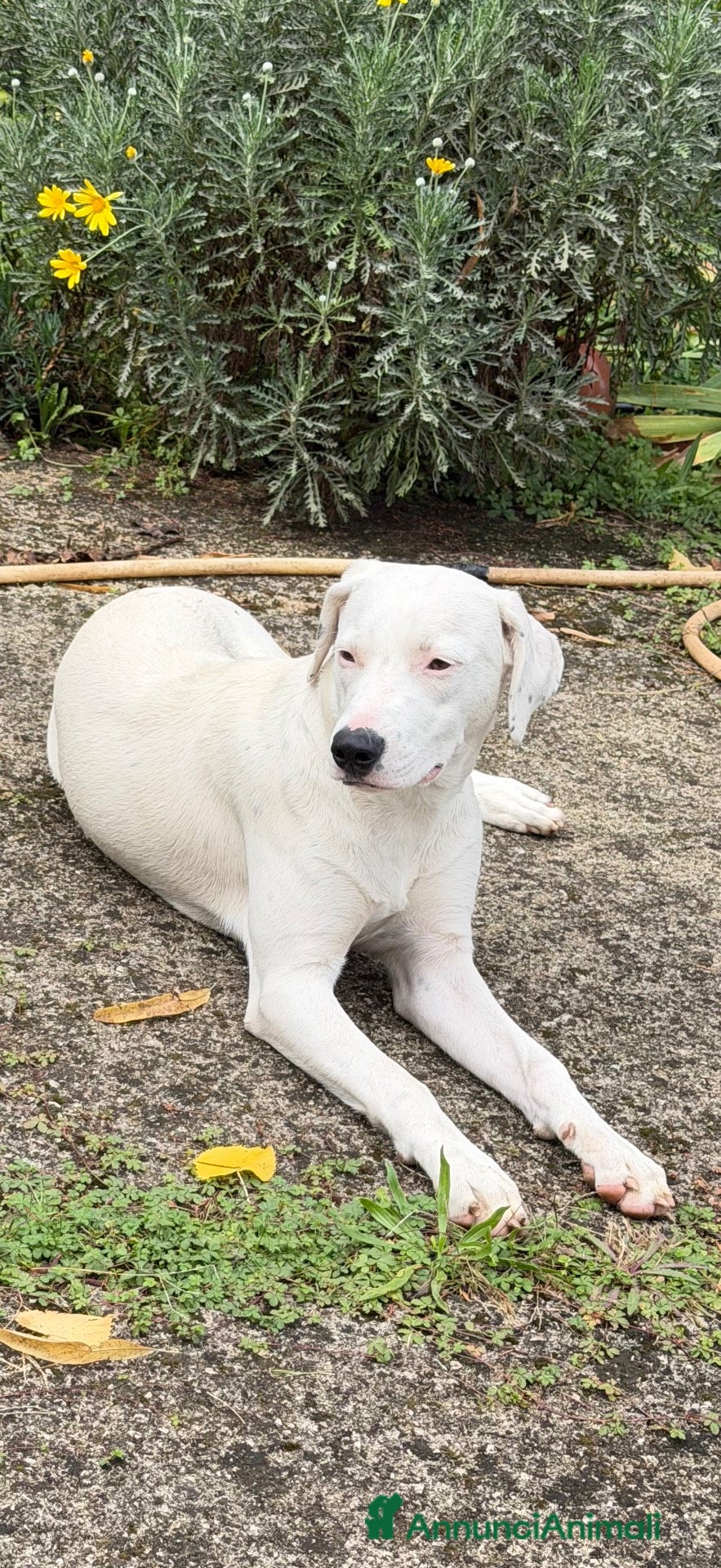 Meticcio cani Alys  - Annuncio 1