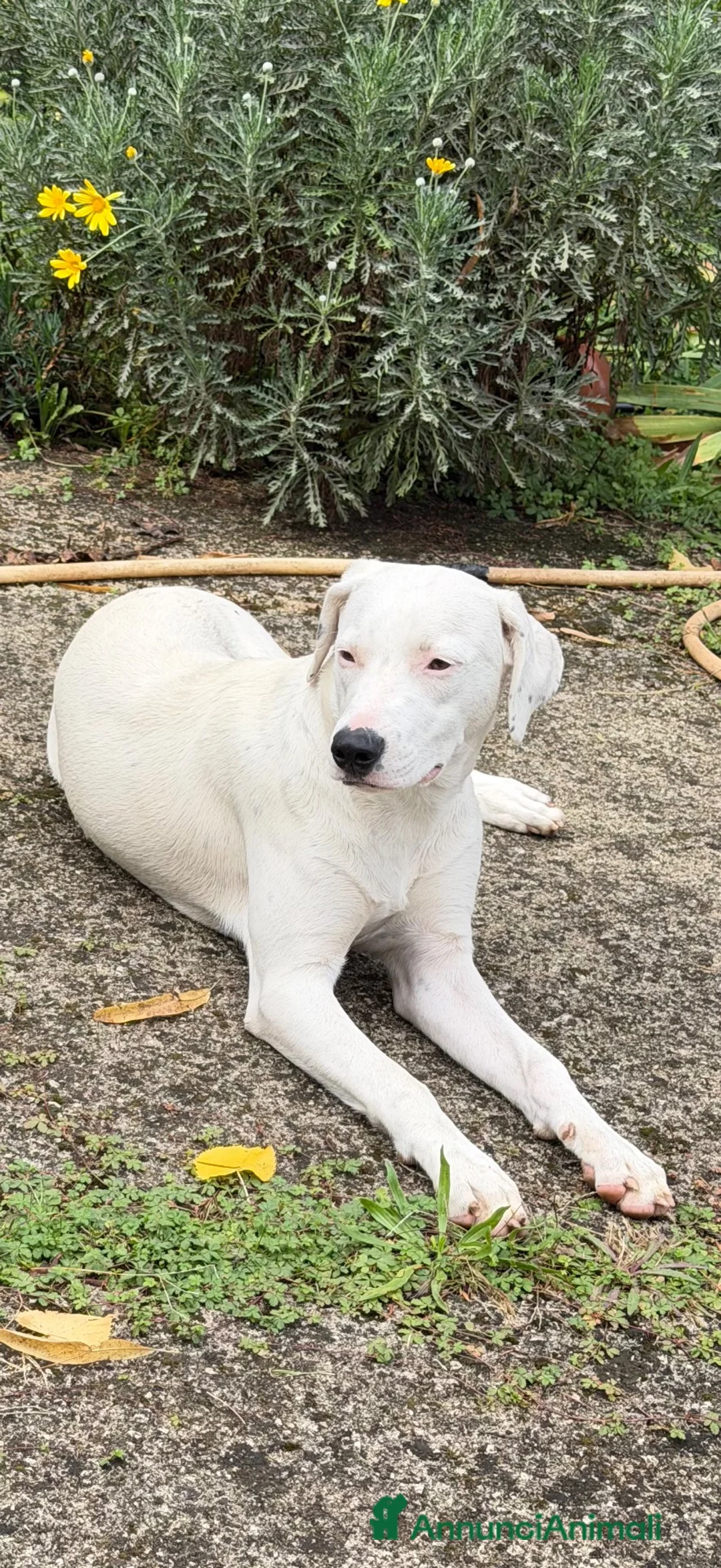 Meticcio cani in regalo: Alys  - Annuncio 1