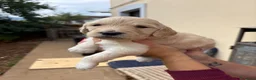Meticcio cani in vendita: Cuccioli di Goldendoodle  - Annuncio 22