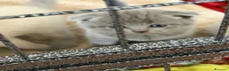 Scottish gatti in vendita: Cuccioli di scottish straight e fold a Provincia di Salerno - Annuncio 2