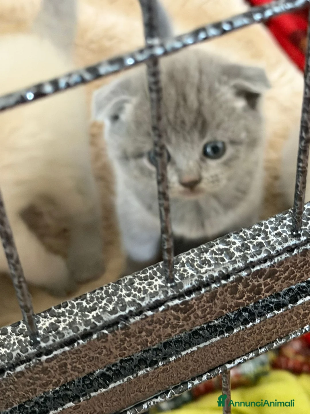 Scottish gatti in vendita: Cuccioli di scottish straight e fold a Provincia di Salerno - Annuncio 2
