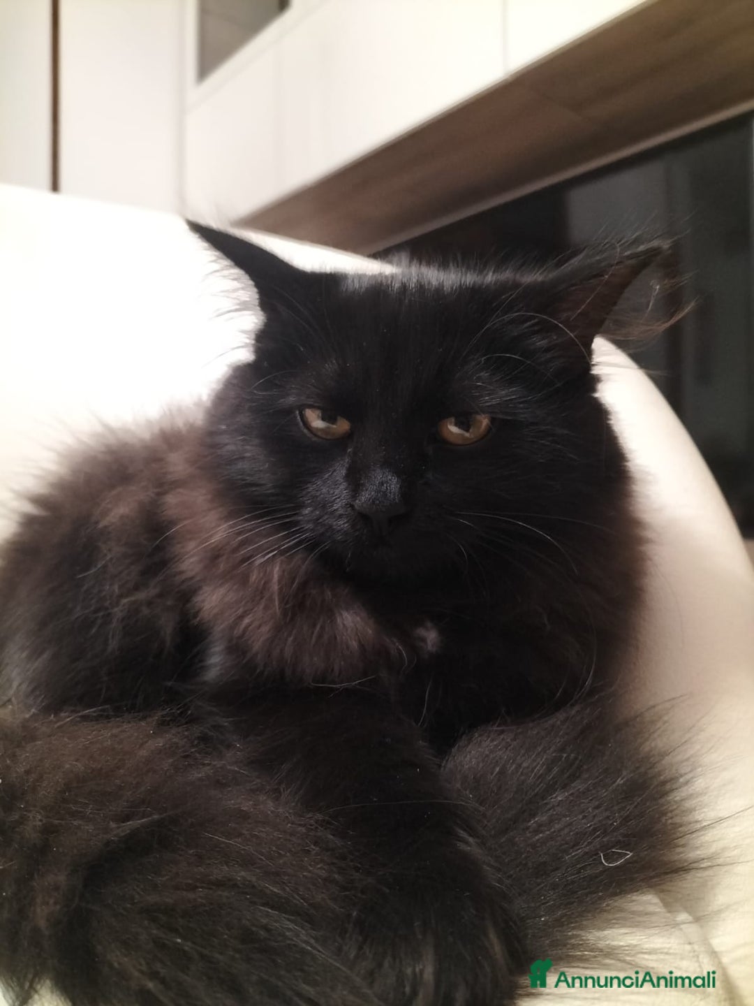 Siberiano gatti in vendita: Cuccioli gatto siberiano ipoallergenici  - Annuncio 7