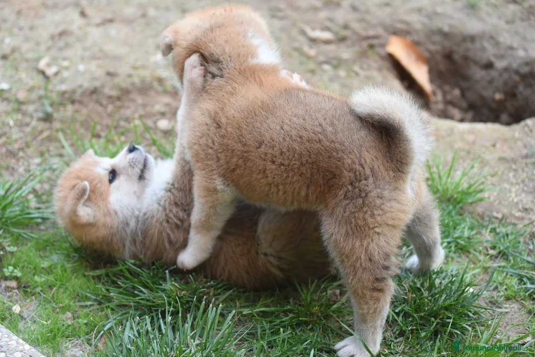 Akita Inu cani in vendita: Cuccioli di Akita Inu - Annuncio 2