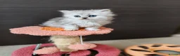 Persiano gatti in vendita: Cucciolata persiani Chinchilla  - Annuncio 7