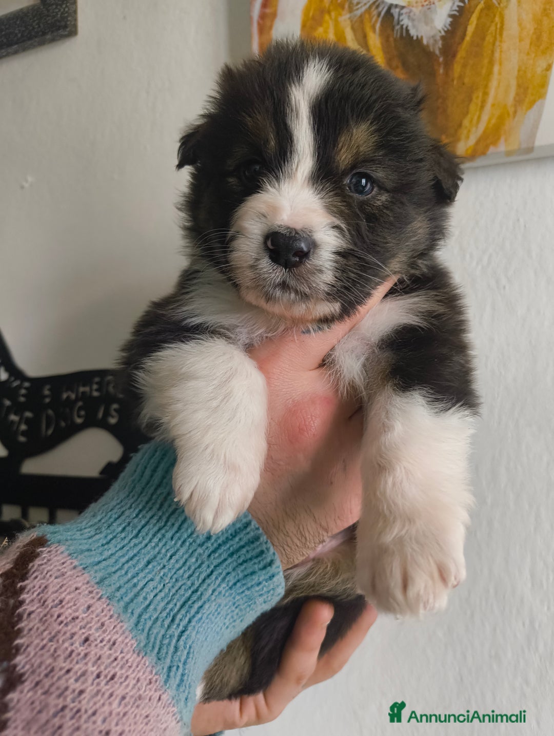 Australian Shepherd cani in vendita: Cucciolo di Pastore australiano  - Annuncio 5