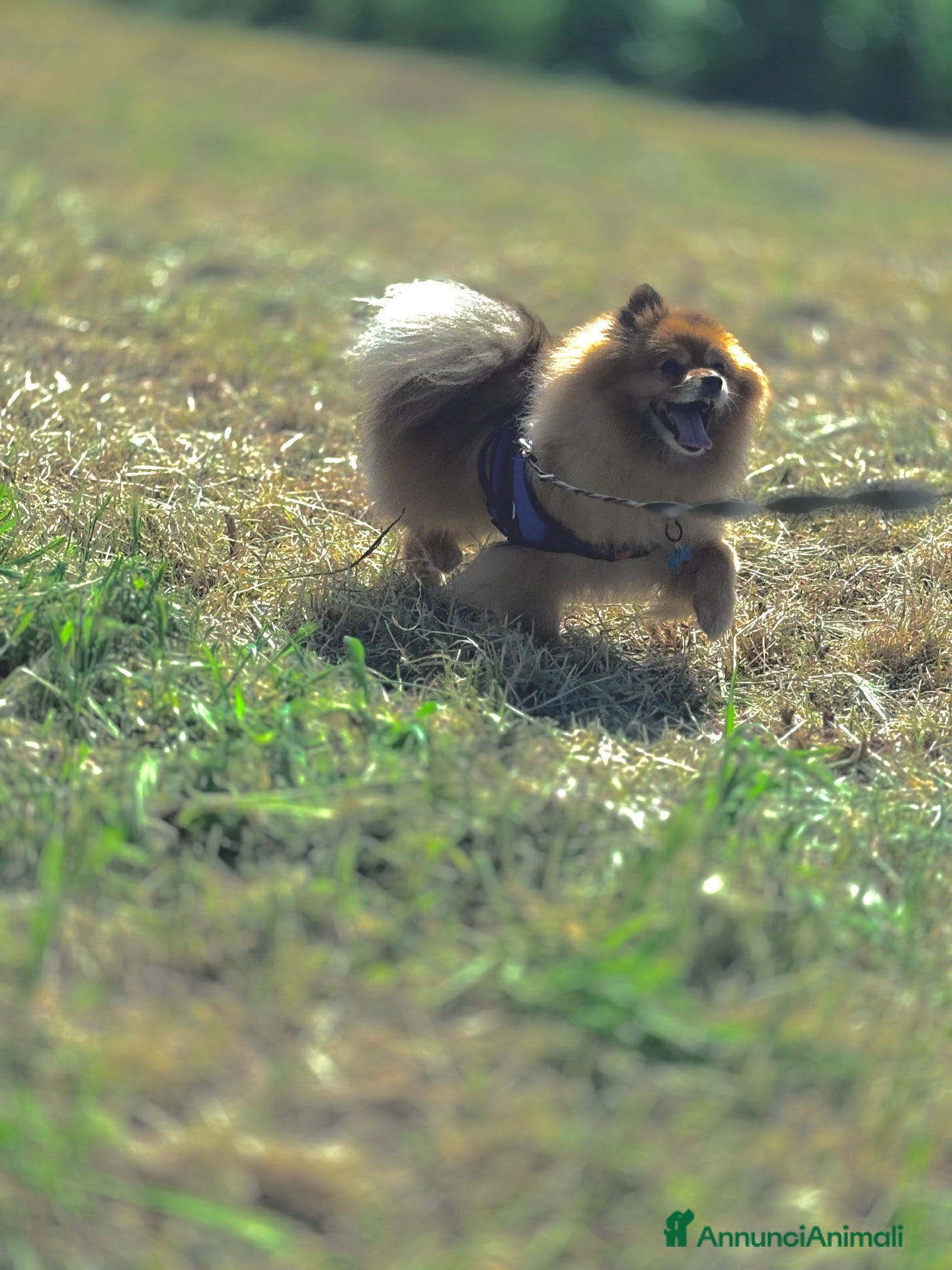 Spitz cani Mi chiamo iron disponibile per monta  - Annuncio 8