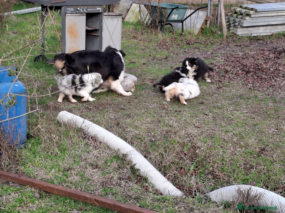 Australian Shepherd cani in vendita: Bellissimo regalo x san valentino - Annuncio 9