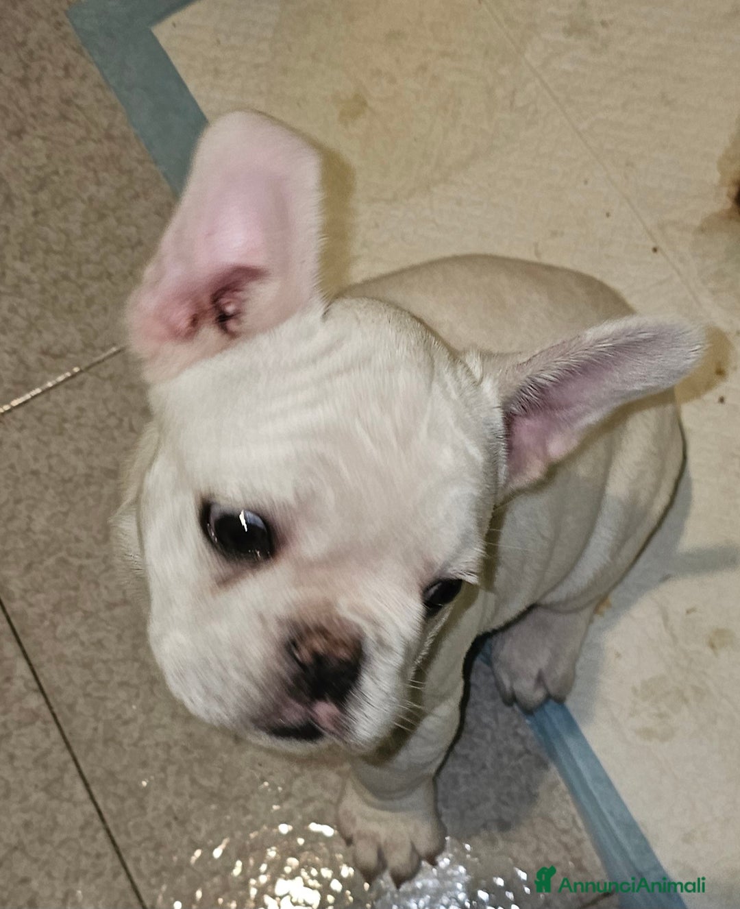 Bulldog Francese cani in vendita: Cuccioli buldog francese! - Annuncio 9