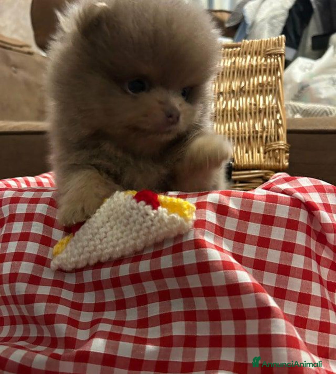 Volpino Pomerania cani in vendita: Bella ragazza pomerania lasciata - Annuncio 5