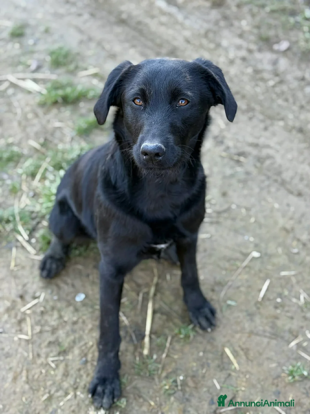 Meticcio cani in regalo: ESME, cucciolona nera dalla dolcezza sconfinata. - Annuncio 1